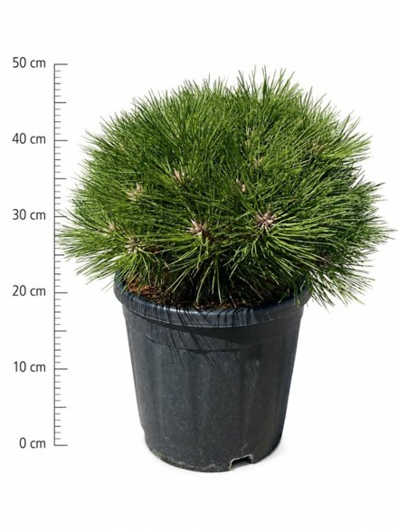 Pinus nigra 'Marie Bregeon'