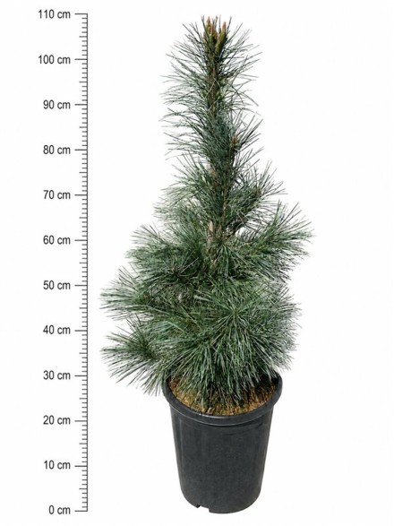 Pinus monticola 'Ammerland'