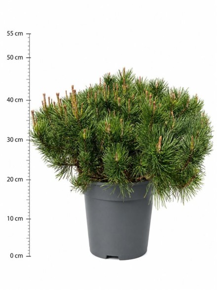 Pinus mugo mugo