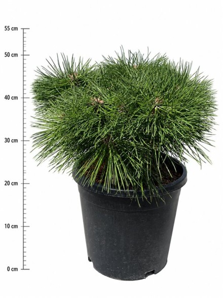 Pinus nigra 'Pierrick Bregeon'