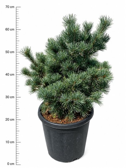 Pinus parv. 'Negishi'