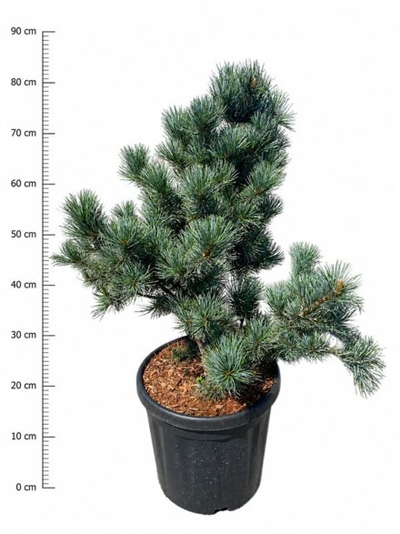 Pinus parv. 'Negishi'