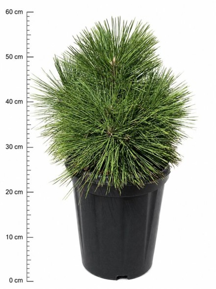 Pinus resinosa 'Pillnitz'