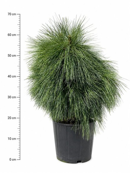 Pinus schwerinii 'Wiethorst'