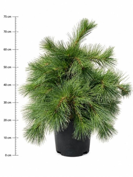 Pinus strobus Niagara Falls