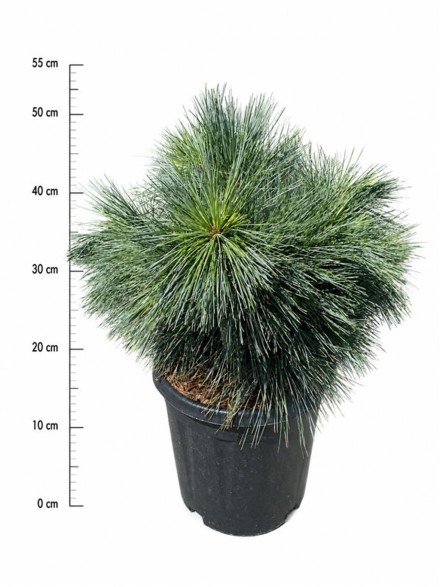Pinus strobus 'Reinshaus'