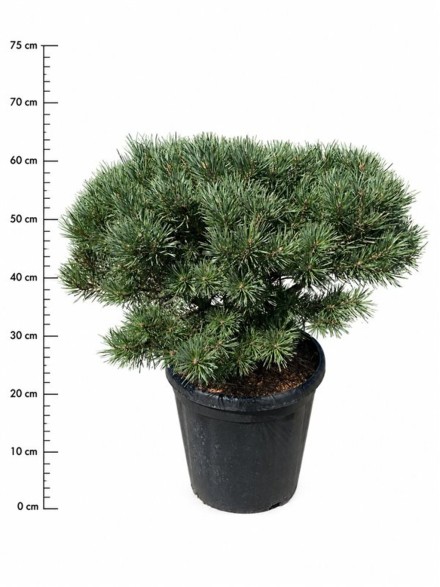 Pinus sylv. 'Martham'