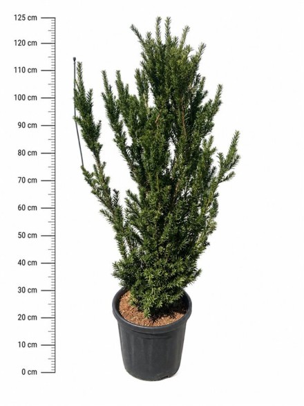 Taxus media 'Hillii'
