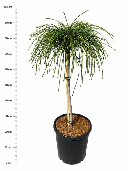 Thuja pl. 'Whipcord'