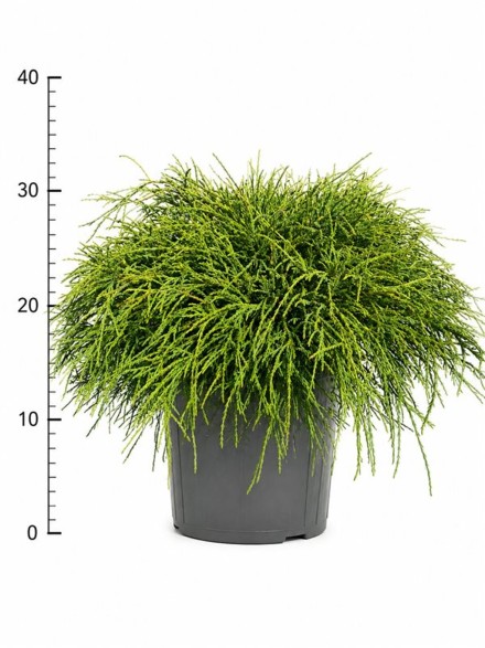 Chamaecyparis p. 'Filifera Nana'