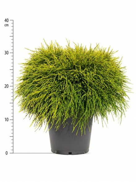 Chamaecyparis p. 'Sungold'