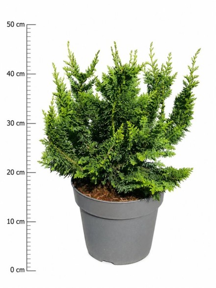 Chamaecyparis o. 'Teddy Bear'
