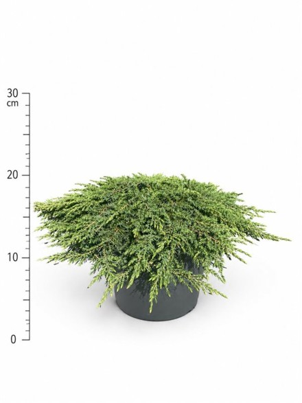 Juniperus comm. 'Green Carpet'