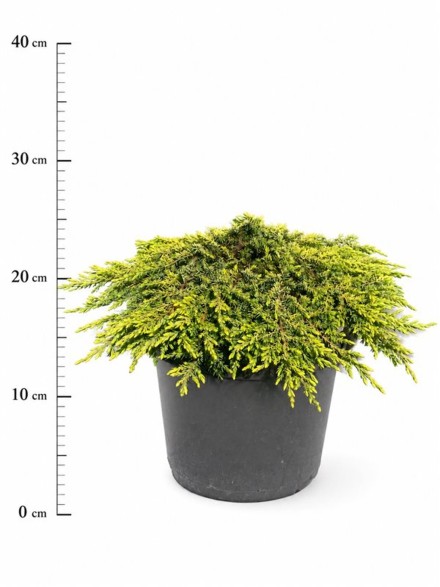 Juniperus comm. 'Lemon Carpet'
