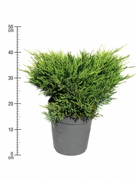 Juniperus h. 'Andorra Compact'