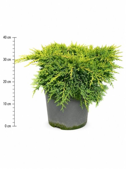Juniperus pf. 'Gold Star'