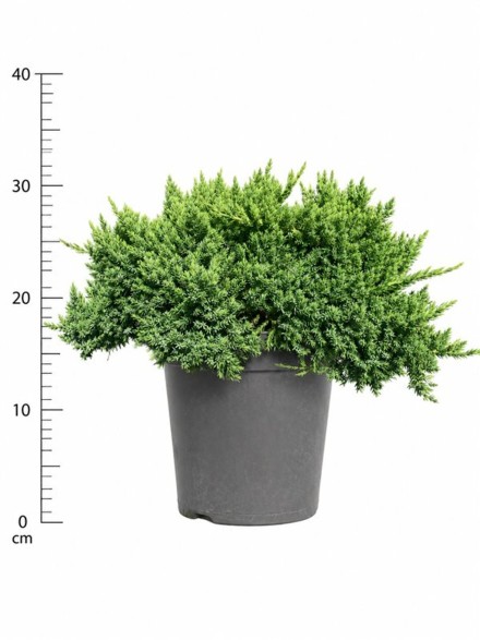 Juniperus procumbens 'Nana'