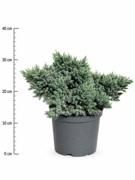 Juniperus squamata 'Blue Star'