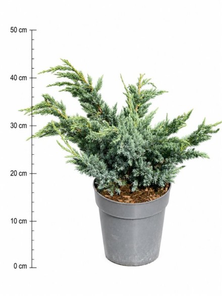 Juniperus squamata 'Meyeri'