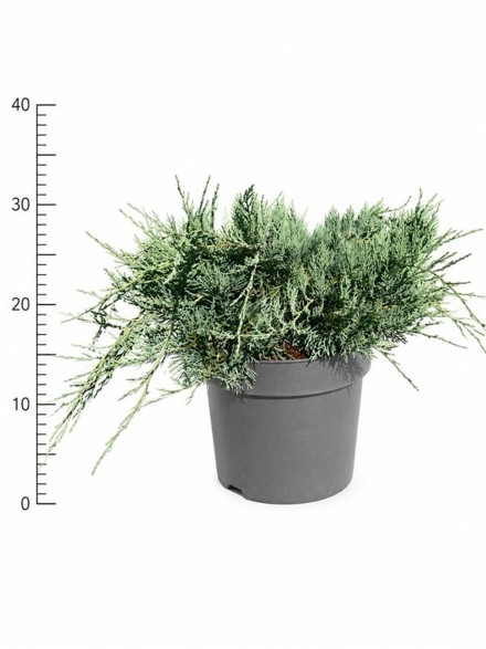 Juniperus virg. 'Grey Owl'