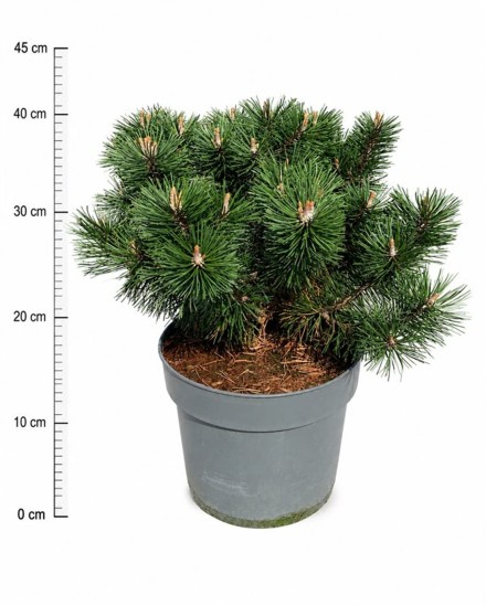 Pinus mugo 'Humpy'