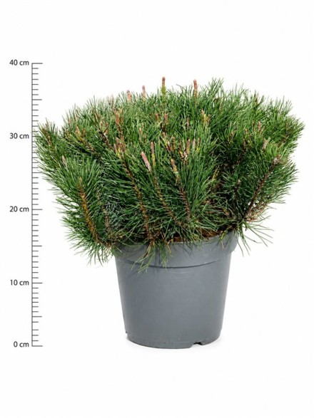 Pinus mugo pumilio