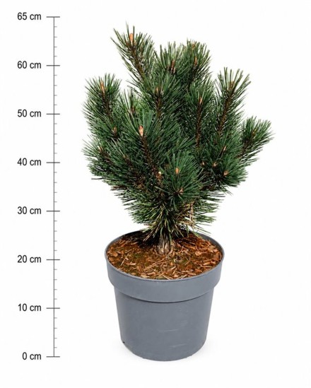 Pinus mugo 'Rigi'