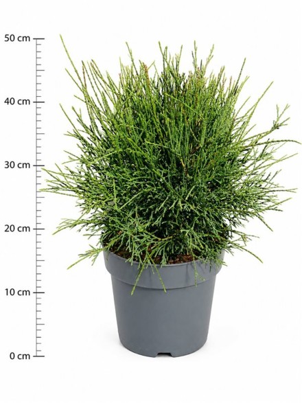 Thuja occ. 'Little Filley'