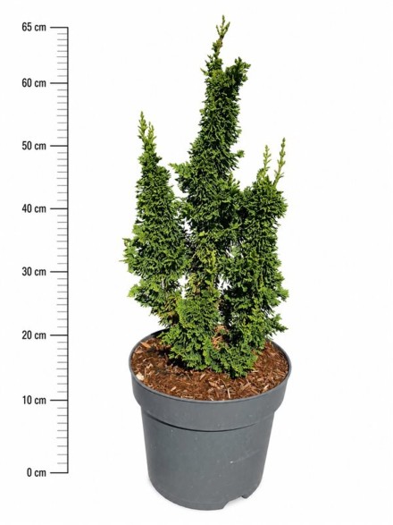 Thuja occ. 'Malonyana Holub'