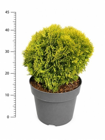 Thuja occ. 'Mirjam'