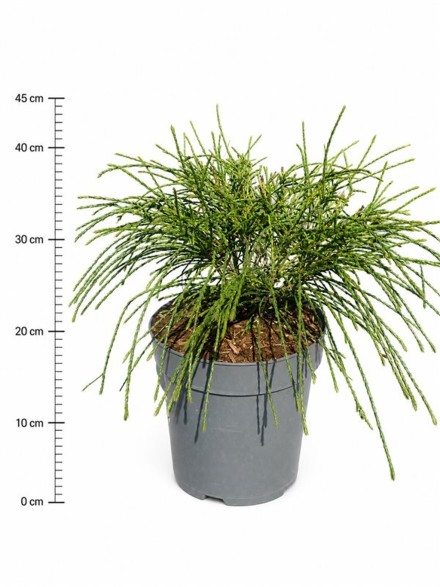 Thuja pl. 'Whipcord'