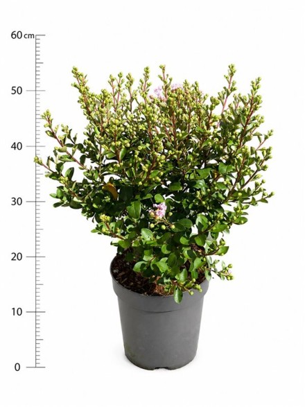 Lagerstroemia i. With Love Babe