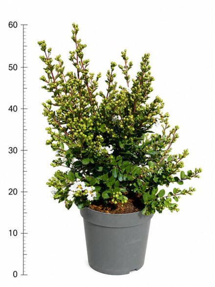 Lagerstroemia i. With Love Virgin