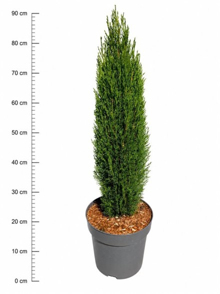 Cupressus semp. 'Totem'