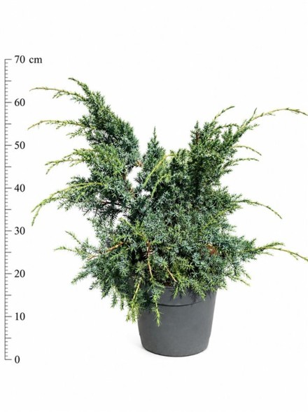 Juniperus chin. 'Blue Alps'