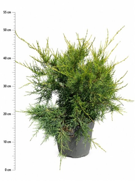Juniperus chin. 'Kuriwao Gold'