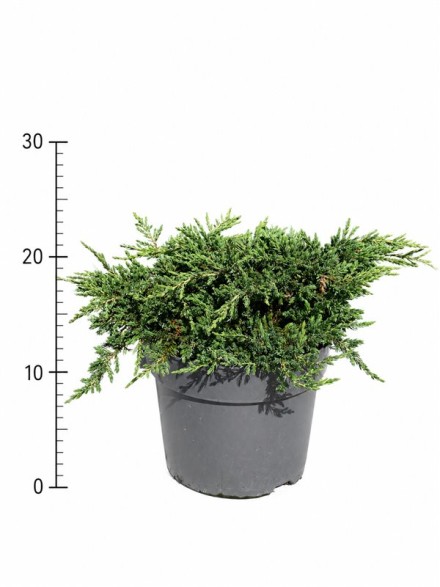 Juniperus comm. 'Repanda'