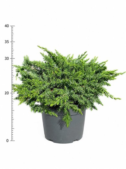 Juniperus conferta 'Schlager'