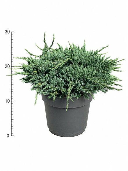 Juniperus squamata 'Blue Carpet'