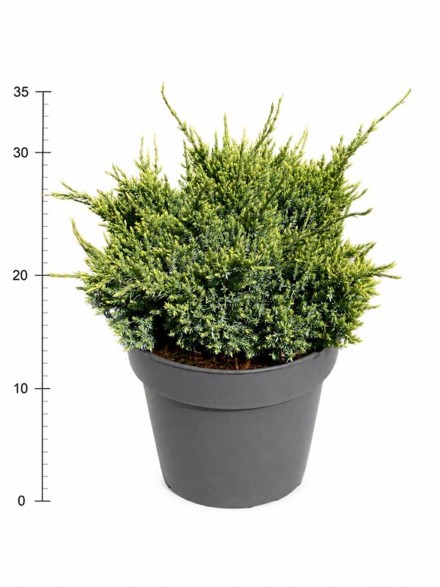 Juniperus squamata 'Holger'