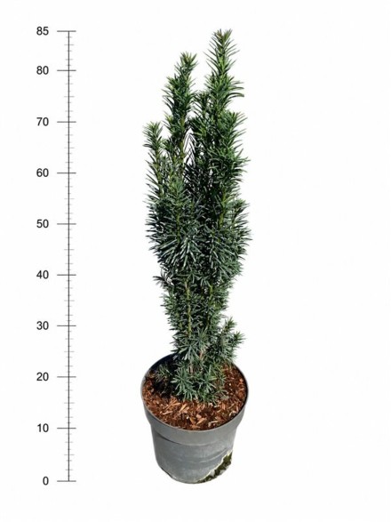 Taxus b. 'Fastigiata Robusta'