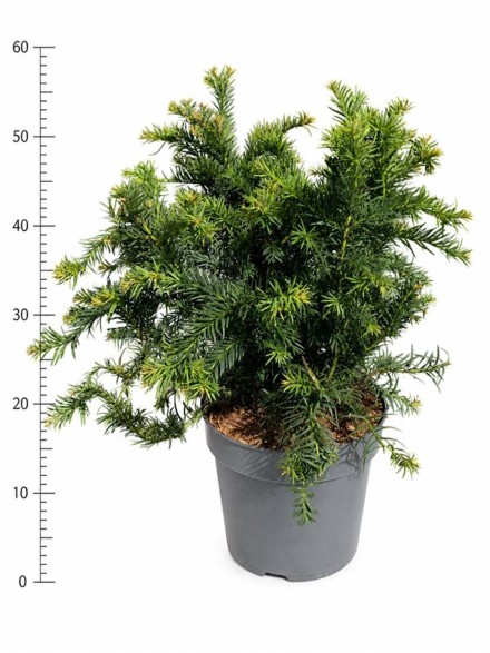 Taxus b. 'Repandens'