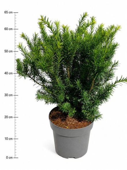 Taxus media 'Farmen'