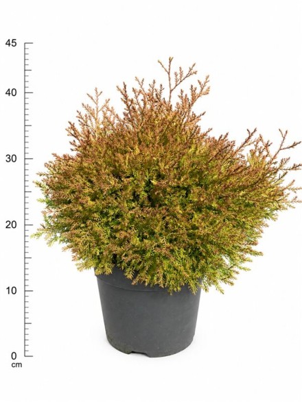 Thuja occ. Fire Chief