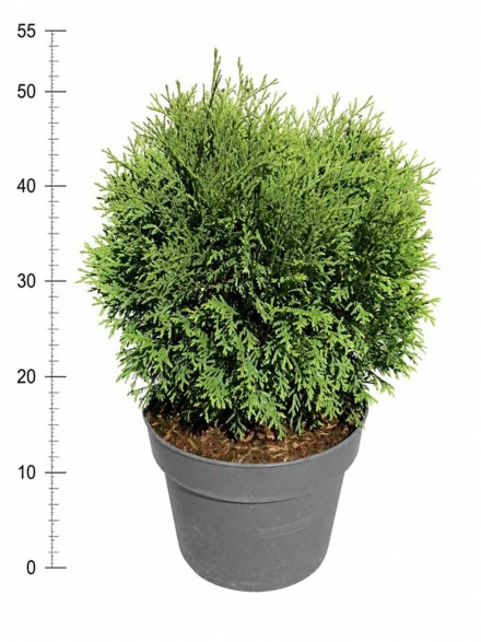 Thuja occ. 'Little Giant'