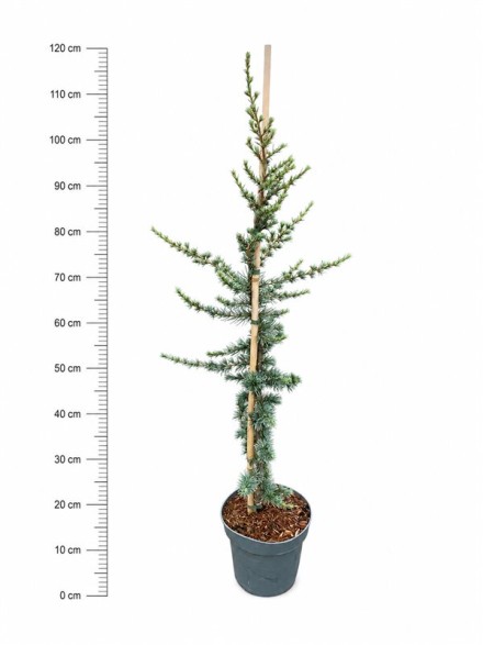 Cedrus l. 'Glauca'