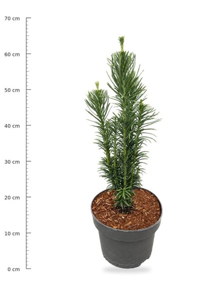 Cephalotaxus h. 'Fastigiata'