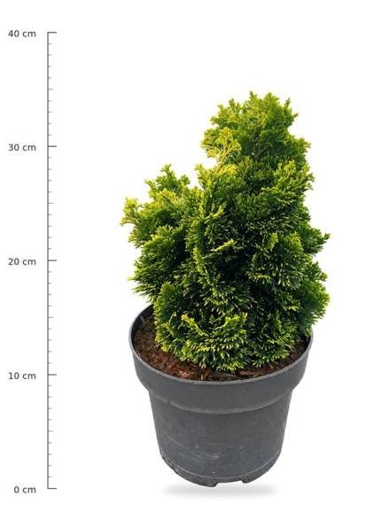 Chamaecyparis o. 'Aurora'
