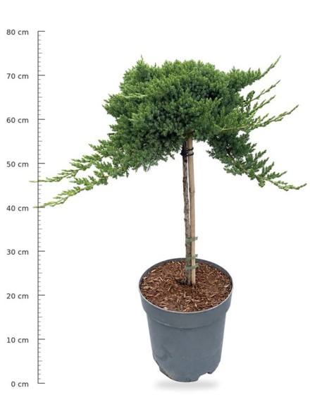Juniperus procumbens 'Nana'