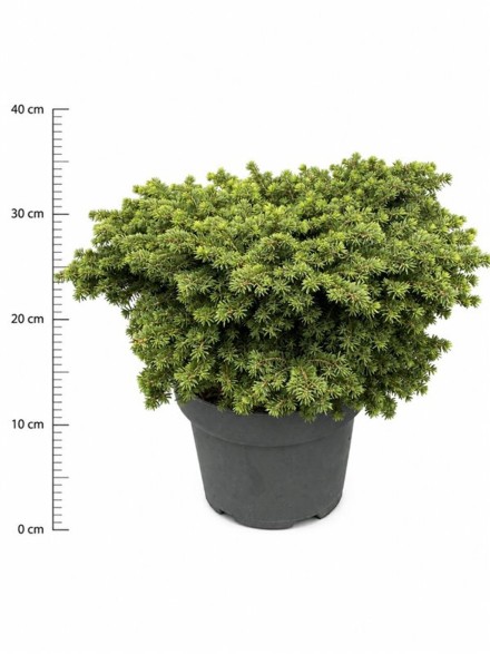 Picea a. 'Little Gem'